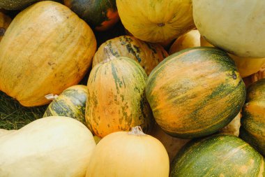 Çeşitli kabak ve kabak yığınları, doğal ışık altında zengin sonbahar hasadı..