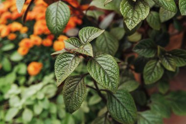 Arka planda bulanık turuncu çiçekli yeşil yaprakları kapatın. Doğal güzellik, bahçe ayrıntıları..