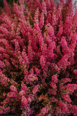 Pembe kenevir çiçekleri açık havada sık sık çiçek açar.