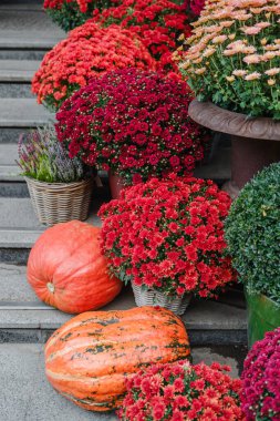 Turuncu balkabakları ve canlı anneler sonbaharda açık taş merdivenleri süslerler.