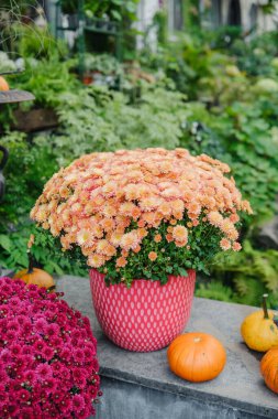 Turuncu ve mor anne çiçekleri ve küçük balkabakları bahçe bitkilerini sergiliyor.