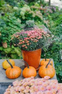Sonbahar gösterisi: küçük balkabakları ve portakal anneleri taş masada, yemyeşil bahçe