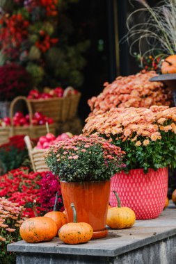Sonbahar hasat gösterisi, portakal kabakları ve kaplarda pembe kasımpatılar..