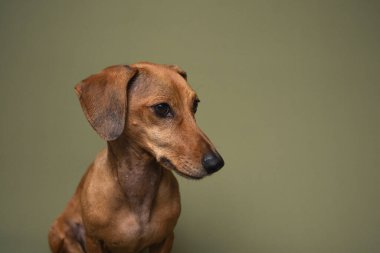 Zeytin arka planında kahverengi dachshund köpek portresi Hayvan bakımı reklamları ve veteriner kliniği markası için uygun