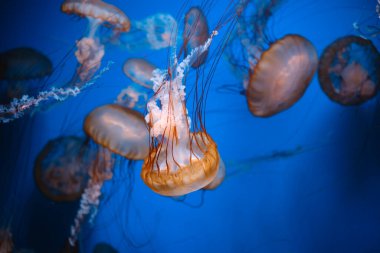 Golden Pacific Sea Nettles okyanus yaban hayatı ve sualtı fotoğrafçılık konsepti için berrak mavi sularda yüzüyor.