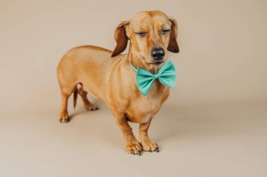 Nane yeşili papyonlu Dachshund köpeği stok fotoğrafçılığında zarafet, moda ya da evcil hayvan yaşam tarzı kavramını temsil eder.