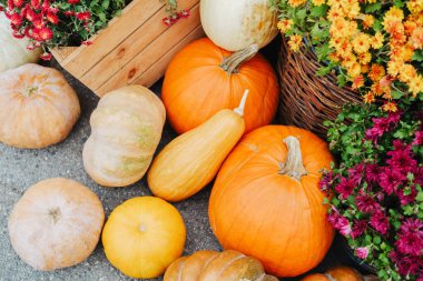 Kırsal ahşap sandık ve sepet sepetinde balkabağı ve annelerin sonbahar hasadı.