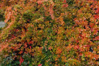 Sonbahar yapraklarının duvarı canlı kırmızı portakallar ve yeşillikler doğal bitki arka planı