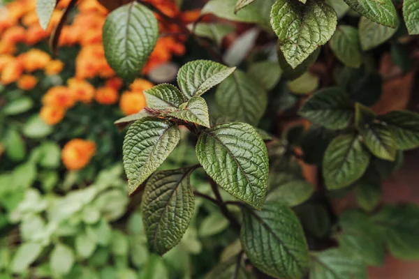 Arka planda bulanık turuncu çiçekli yeşil yaprakları kapatın. Doğal güzellik, bahçe ayrıntıları..