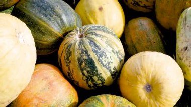 Kabak, balkabağı ve yeşil çimlerin üzerinde kabak koleksiyonu. Cucurbita pepo çeşitleri.