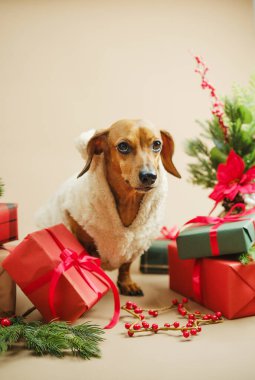 Sıcak palto giymiş küçük bir köpek Noel hediyeleri ve çam dallarının arasında oturur.