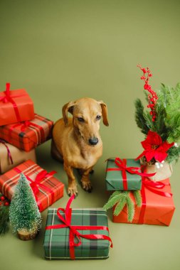 Kahverengi köpek hediyelerin arasında oturuyor ve yeşil arka planda küçük bir şenlik ağacı var.