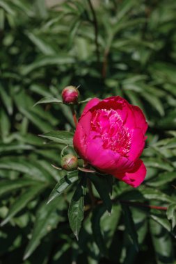 Koyu yeşil yaprakların arasında açan parlak pembe şakayık çiçeği doğanın güzelliğini gözler önüne seriyor..