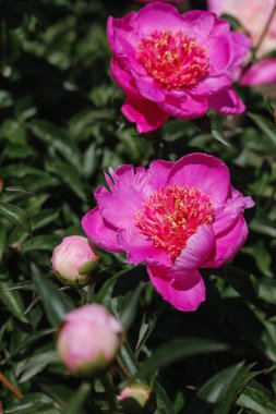 Canlı pembe şakayıklar baharda yemyeşil bir bahçede çiçeklerini sergilerler..
