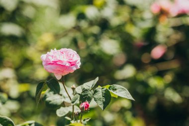 Güneşli bir bahçede yeşil yaprakların arasında duran sevimli pembe bir gül..