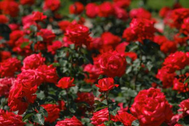 Berrak mavi gökyüzünün altında yemyeşil bir bahçede açan sayısız parlak kırmızı gül..