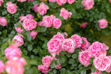 Taze pembe güller güneşli bir günde bahçeyi renk ve güzellikle doldurur..