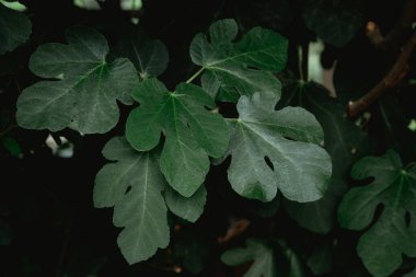 Ficus carica incir yaprağı botanik, yaprak dokusu ve gıda bitkisinin kimlikleri için yakın plan