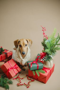 Rahat süveter giyen küçük köpek Noel hediyelerinin ve kırmızı böğürtlenli çam dallarının arasında oturur.