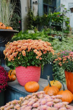 Portakallı anneler ve mini balkabakları yeşil bitkilerle merdivenlerde dizilmişler.