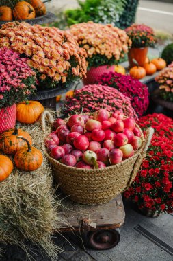 Bir sepetteki annelerin, balkabaklarının ve taze kırmızı elmaların sonbahar hasat gösterisi.