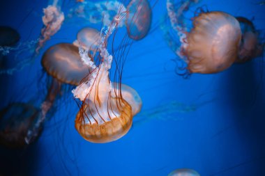 Golden Pacific Sea Nettles okyanus yaban hayatı ve sualtı fotoğrafçılık konsepti için berrak mavi sularda yüzüyor.