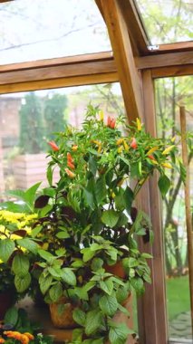 Güneşli, yeşil yapraklı ve olgunlaşan meyveli bir seranın içinde büyüyen kırmızı biberler..