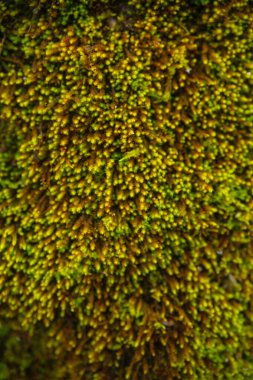Dokulu bir yüzey üzerinde büyüyen canlı yeşil ve kahverengi yosunlara yakın..