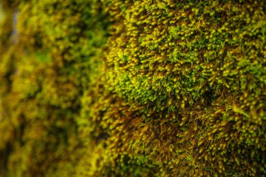 Kaba yüzeydeki yeşil yosun dokusunu kapatın, doğal detay, açık hava makro görünümü