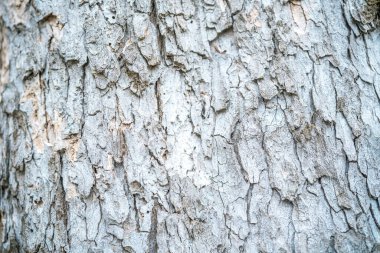 Ağaç kabuğu dokusu ayrıntılı kabuk deseni ve doğal yıpranmış görünüm ile yakın çekim.