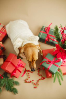 Noel hediyeleri ve çam dallarıyla çevrili neşeli kazaklı küçük bir köpek.