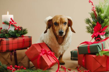 Noel hediyeleri ve şenlikli dekorlarla çevrili kalın süveter giyen şirin bir köpek..