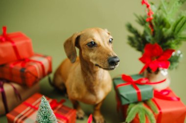 Kahverengi dachshund köpeği hediye ve yeşil dalların yanında, mutlu bayram havası.
