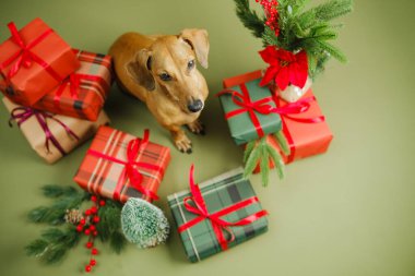 Şirin köpek bayram neşesi için hediye kutularının ve yeşil çam dallarının arasında oturur..