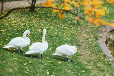 Üç beyaz kuğu, sonbahar mevsiminde yaprakları dökülen çimlerin üzerinde suyun kenarında duruyor.