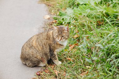 Yeşil çimenlerin ve düşen yaprakların yanında kaldırımda oturan tekir kedi. Hayvan yurdu