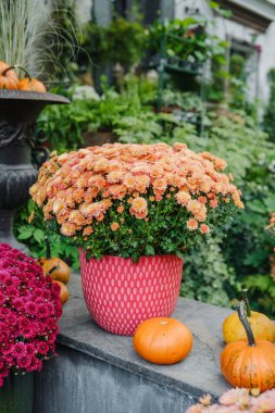 Portakal rengi anneler ve balkabakları yemyeşil yeşillik arka planda sıralanmış.