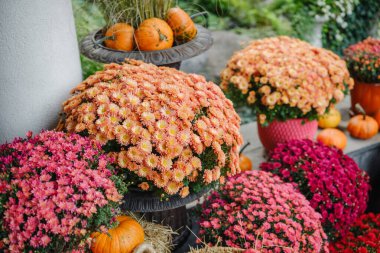 Sonbahar gösterimi için çeşitli kasımpatılar ve balkabakları dışarıda sergilenecek.