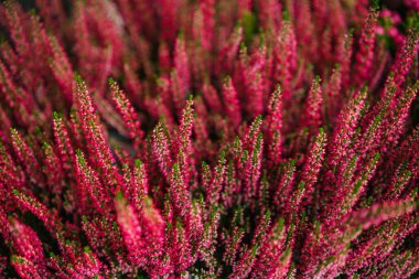 Yoğun bir kümede canlı pembe funda çiçeklerini kapatın. Ayrıntılar.