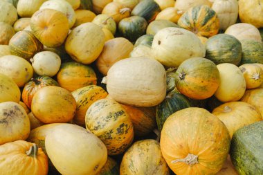 Canlı bir sonbahar gösterisinde üst üste yığılmış taze kabak ve balkabağı çeşitleri.