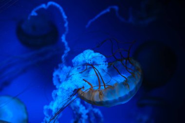 Pasifik Denizi Isırgan Denizanası. Deniz yaban hayatı ve okyanus zarafeti kavramı için akıcı dokunaçları olan.