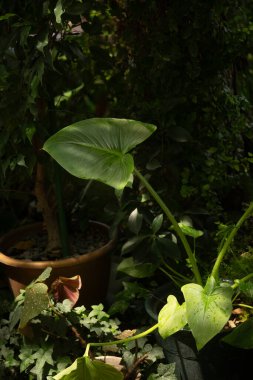 Sadelik, doku ve ev bitkisi zarafeti kavramları için yumuşak ışıkta Zantedeschia yaprağı