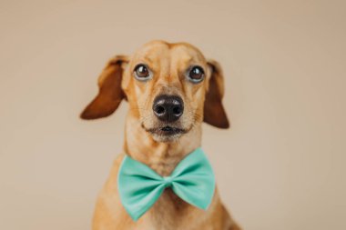 Tavır, mizah ya da evcil hayvan karakter konsepti için ciddi ifade içeren yeşil papyonlu Dachshund. 