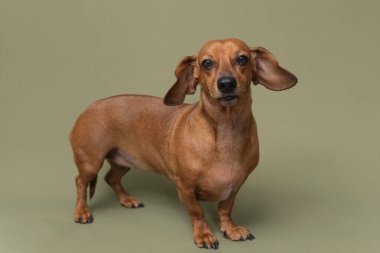 Bir kulağı zeytin arkaplanına dönük oyuncu dachshund. Evcil hayvan esprileri ya da neşeli hayvan yaşam tarzı markaları için harika.