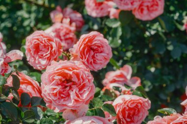 Çiçek açan pembe güllerle dolu yemyeşil bir bahçe. Parlak güneş ışığında güneşleniyorlar..