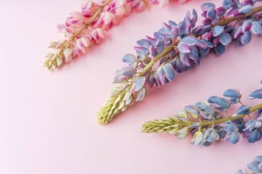 Pembe arkaplanda fotokopi alanı ile sıralanmış Lupine çiçekleri
