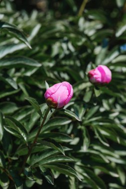 Narin pembe şakayık tomurcukları baharda yemyeşil yapraklarla çevrili olarak ortaya çıkar..