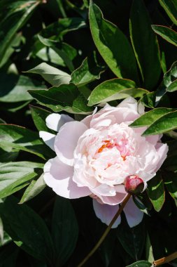 Güzel beyaz şakayık çiçekleri yemyeşil yapraklarla çevrili..