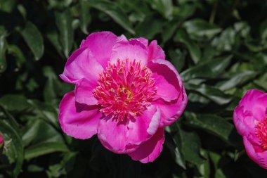 Göz kamaştırıcı pembe bir şakayık yeşillik dolu canlı bir bahçede yapraklarını açar..