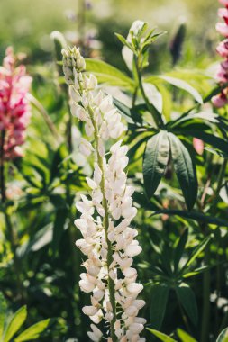 Beyaz lupin çiçekleri güneşli bir günde canlı yeşillikler arasında dimdik durur..